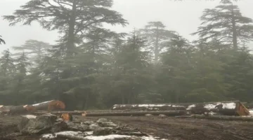 تحذير بيئي.. مبادرة لمنع قطع أشجار أرز غابة ثيزي إيفري في إقليم الحسيمة